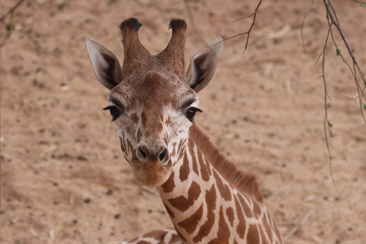girafe