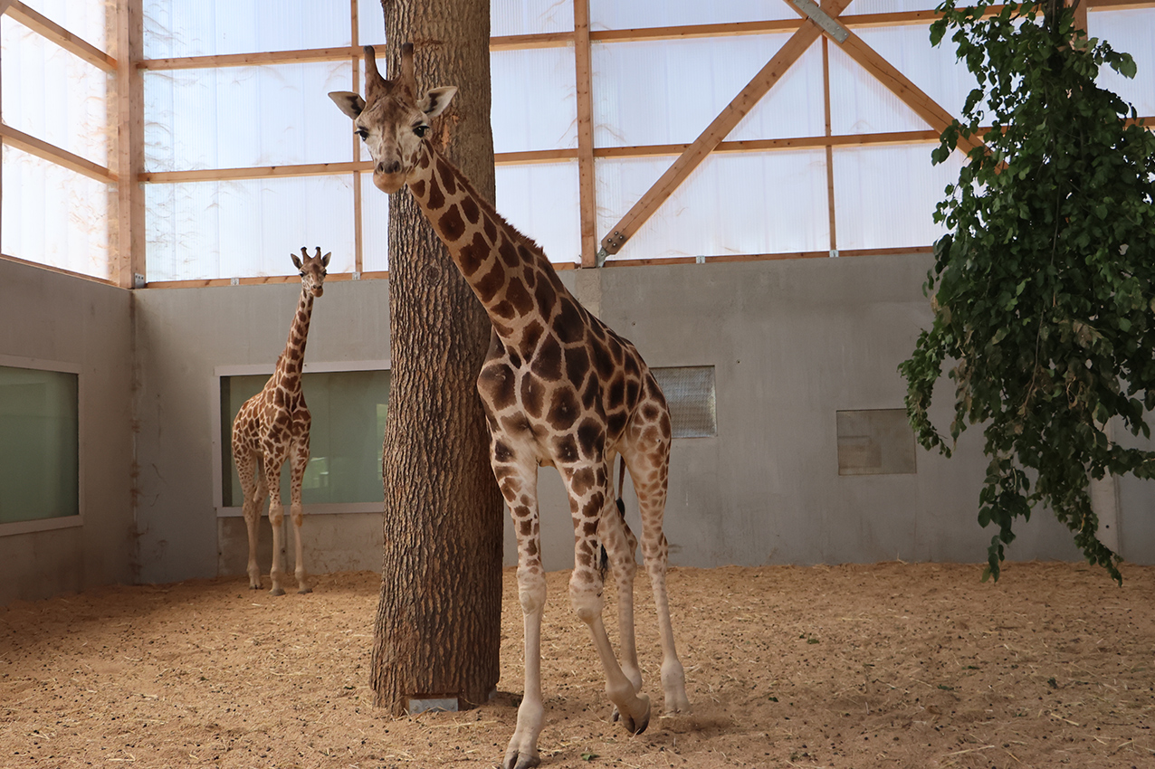 girafe