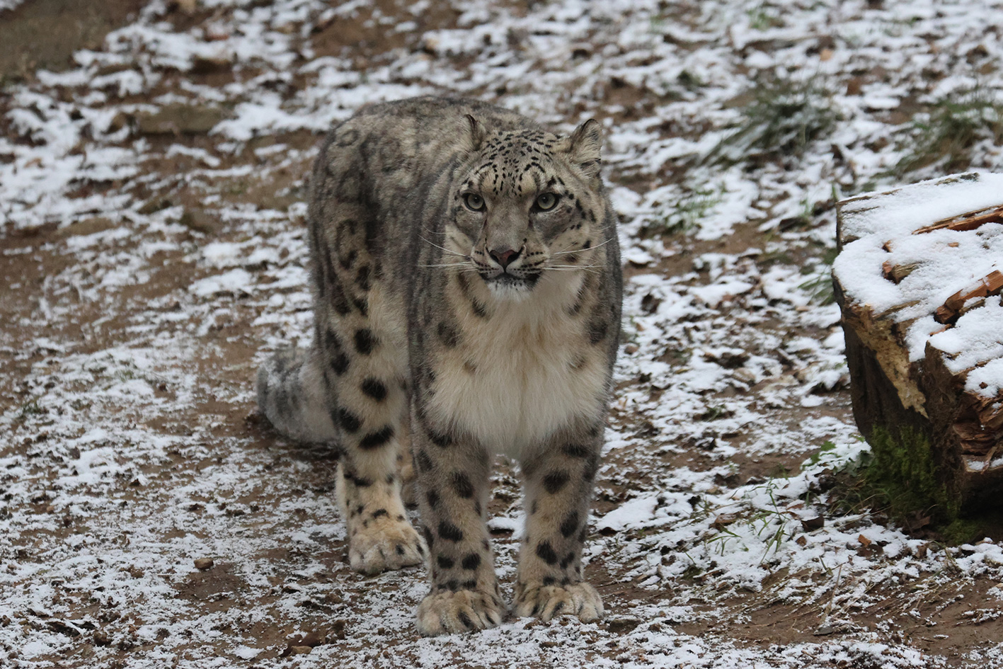 panthère des neiges