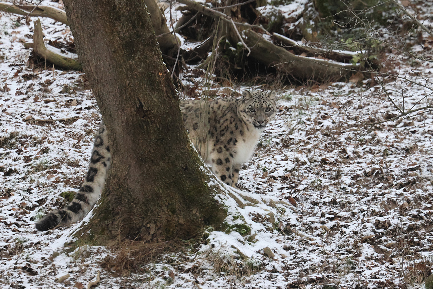 panthère des neiges