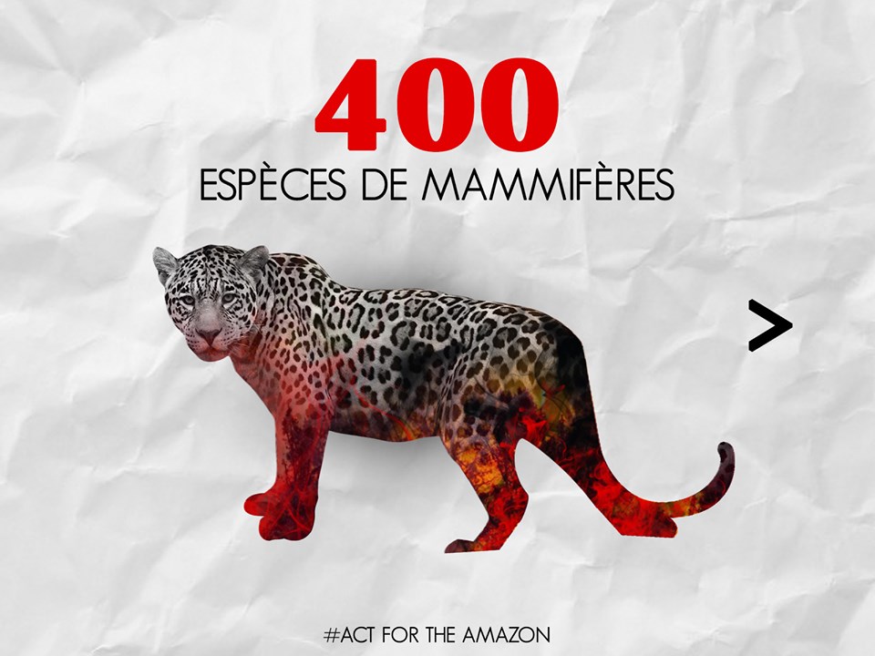 Panthère des neiges