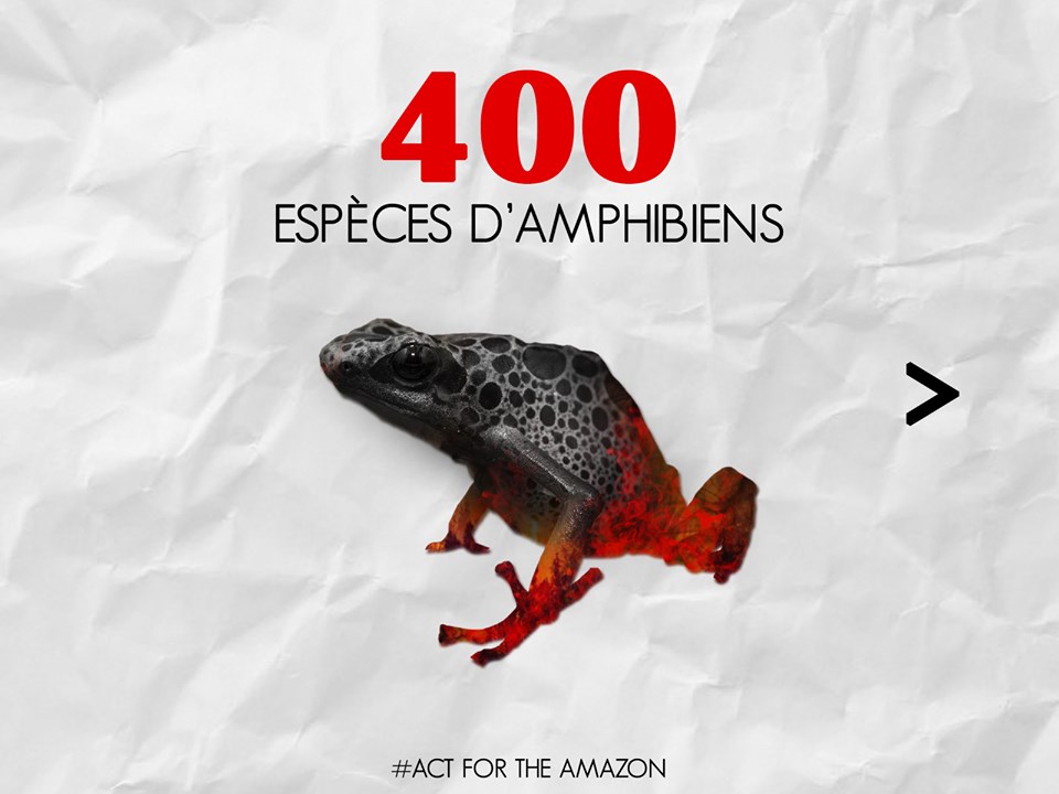 Panthère des neiges