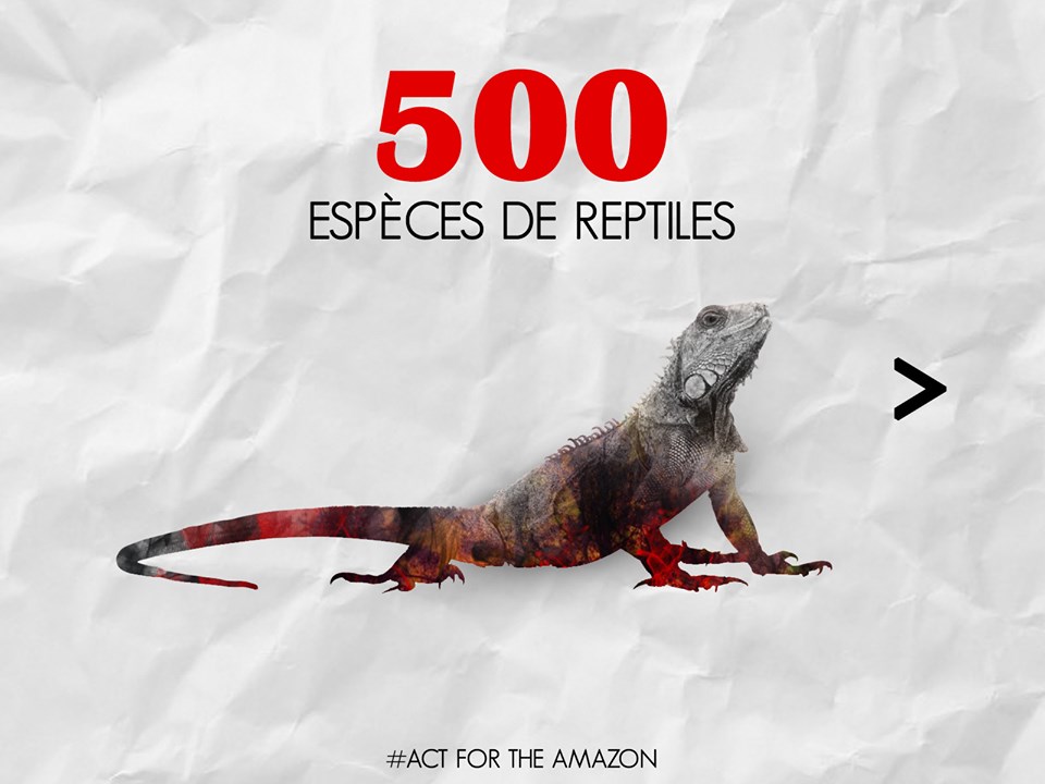 Panthère des neiges