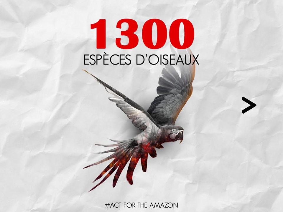 Panthère des neiges