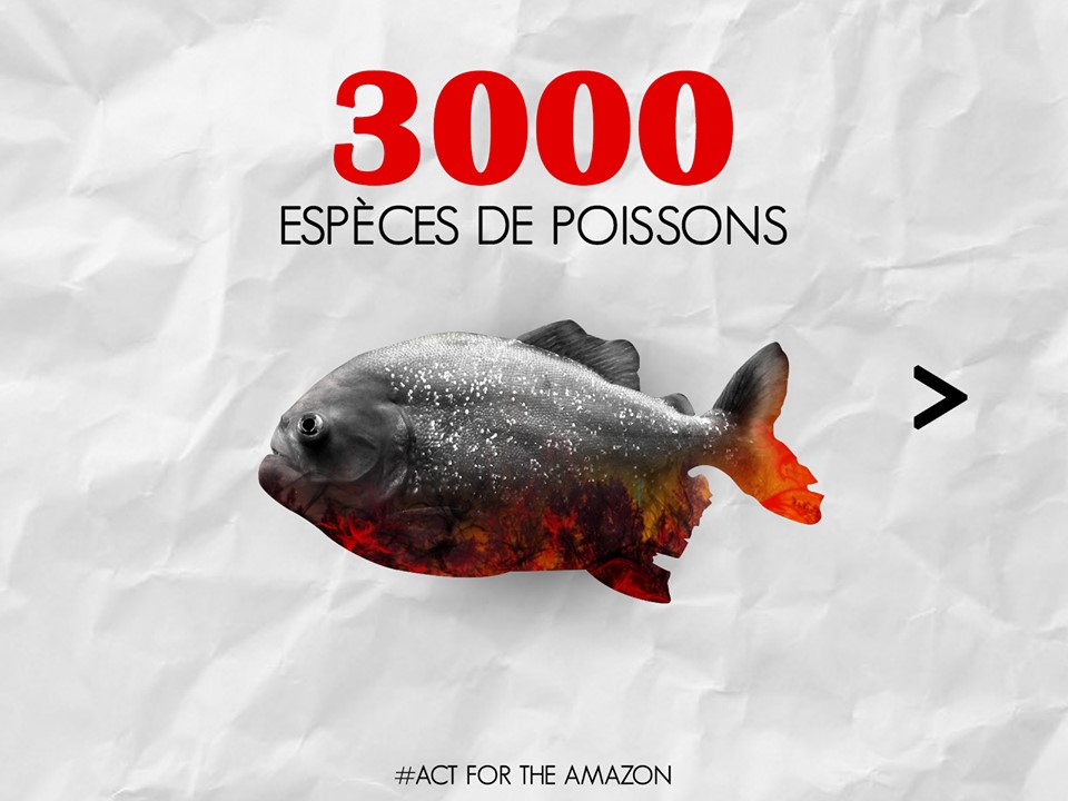 Panthère des neiges