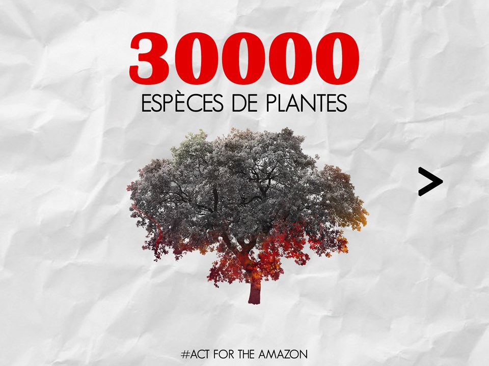 Panthère des neiges