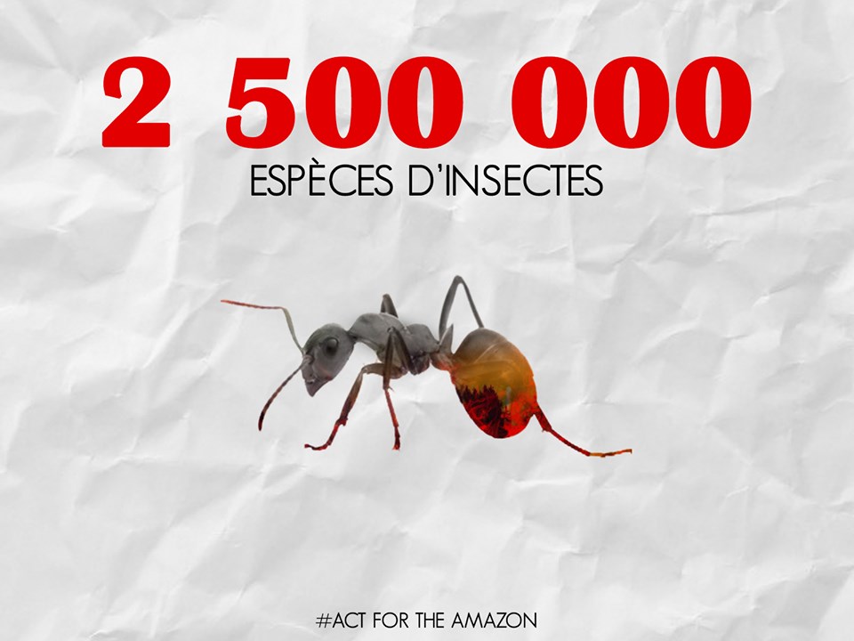 Panthère des neiges