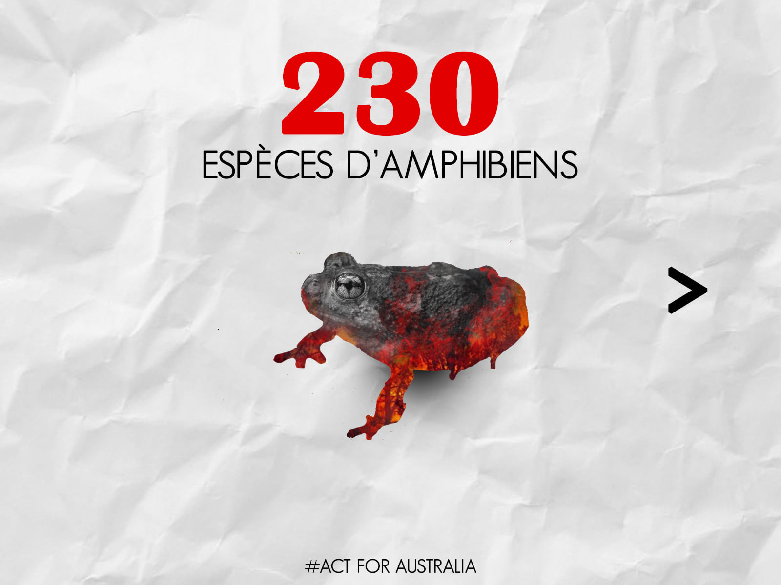 Panthère des neiges