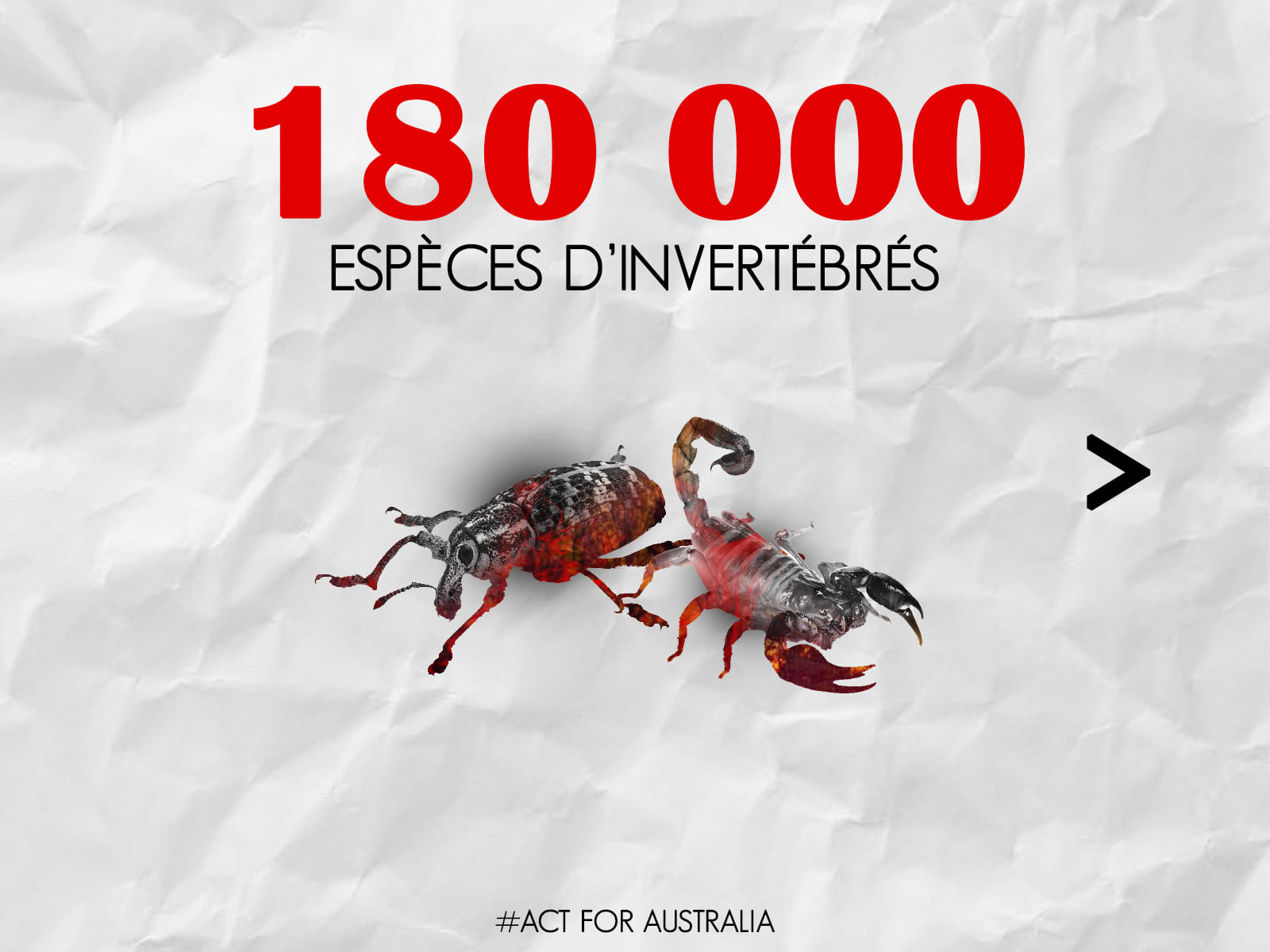 Panthère des neiges