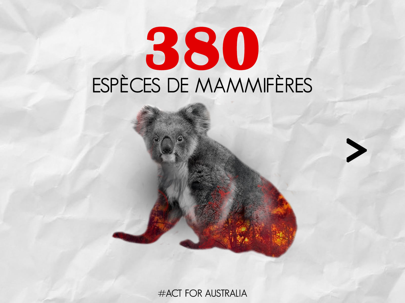 Panthère des neiges