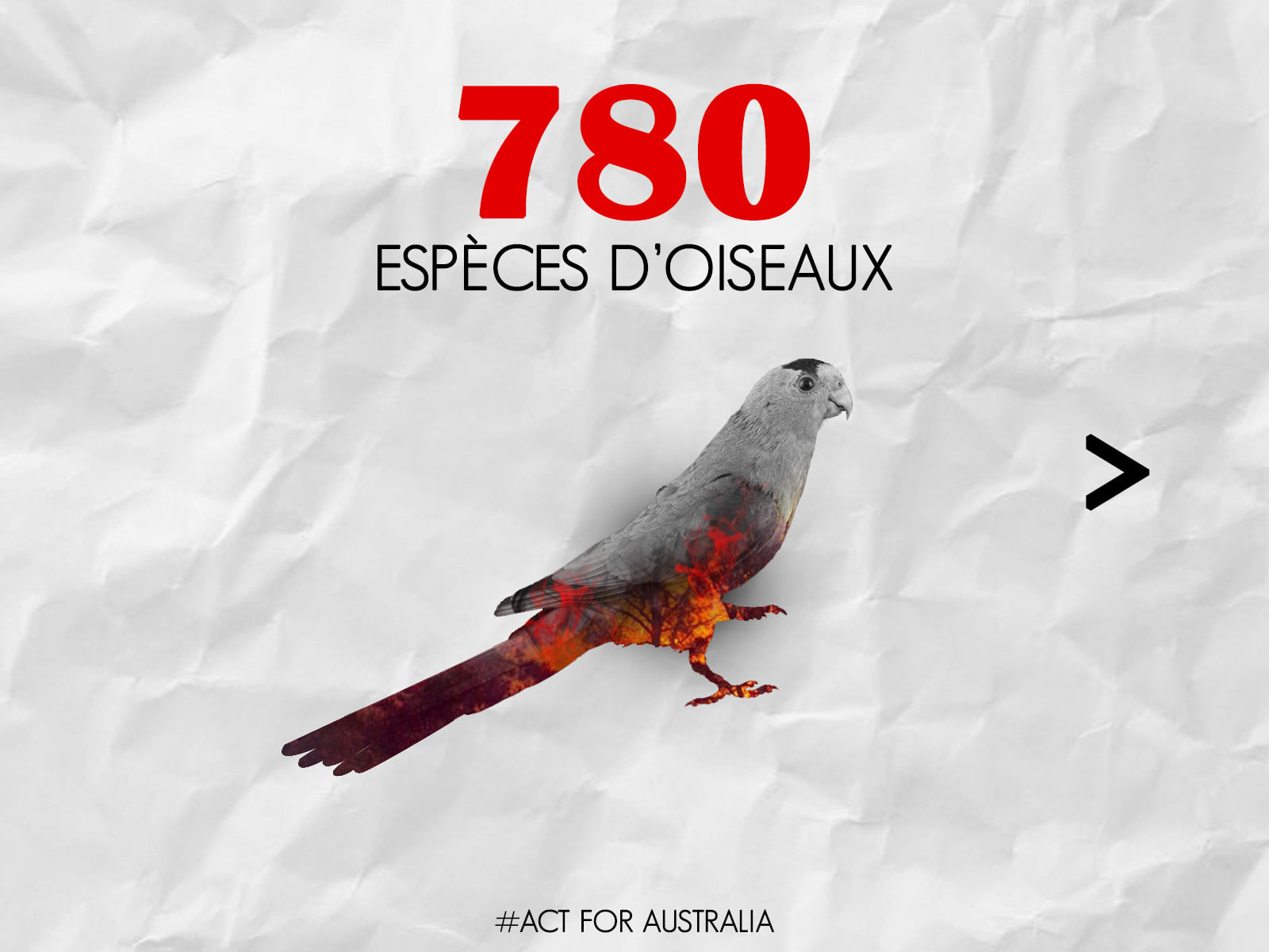 Panthère des neiges