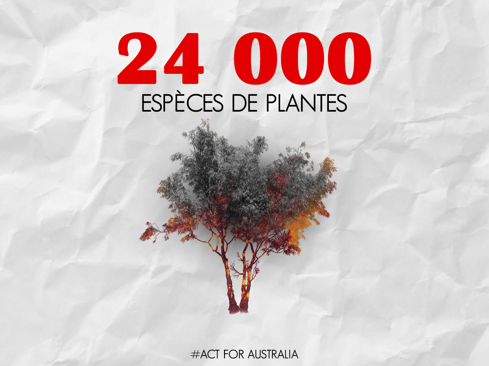 Panthère des neiges