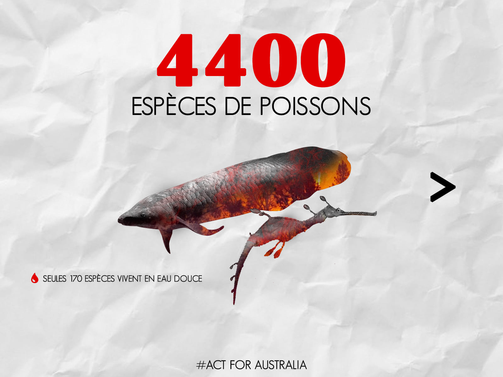 Panthère des neiges