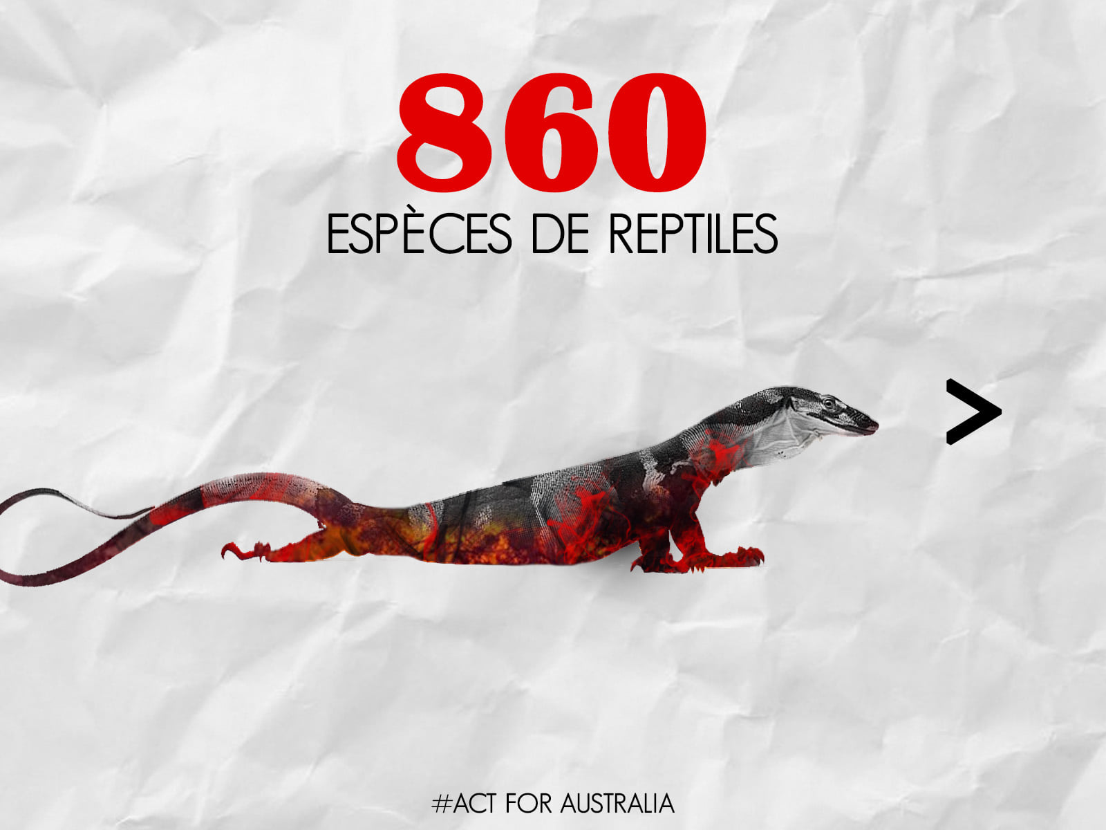 Panthère des neiges