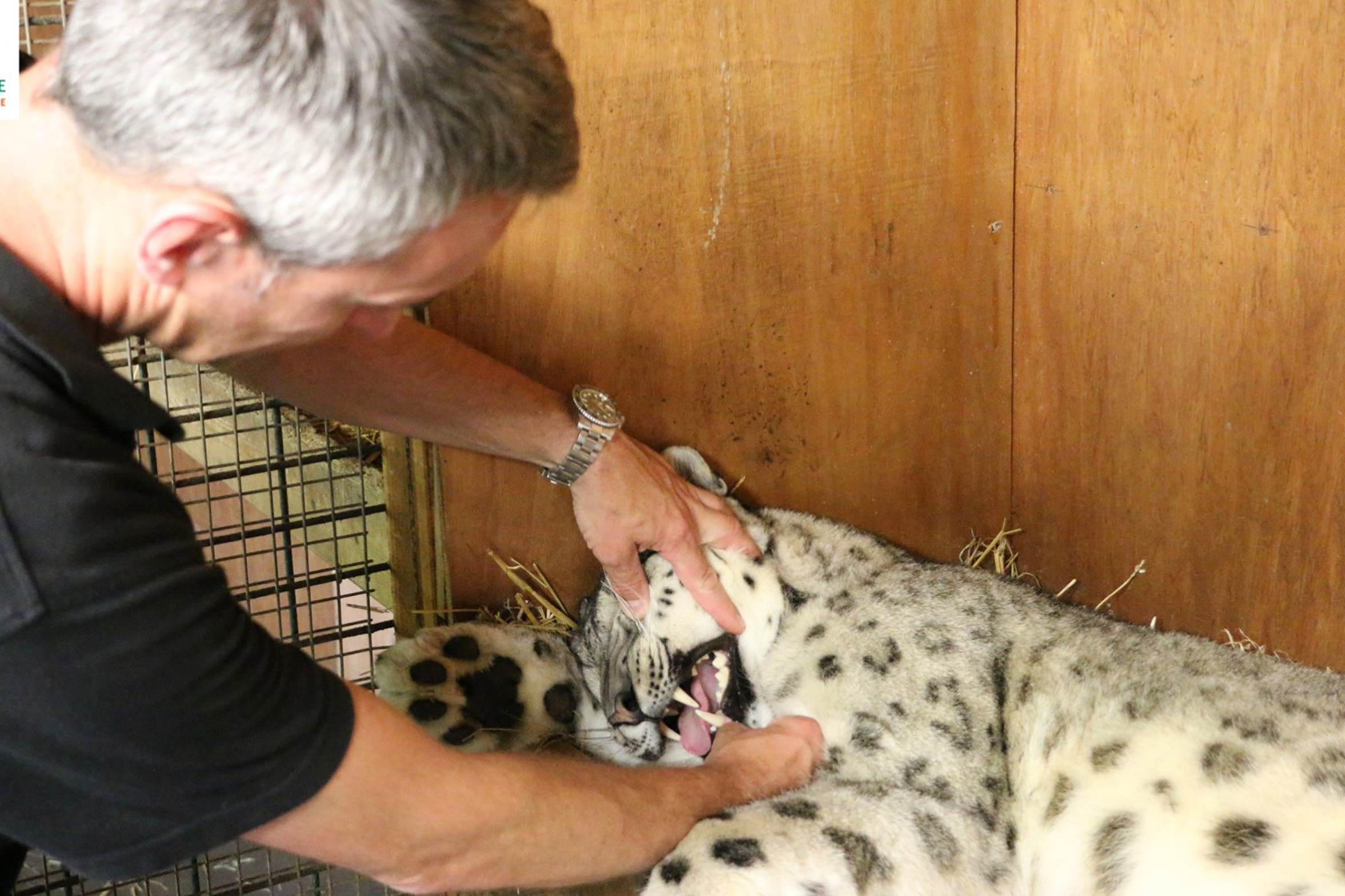 Panthère des neiges