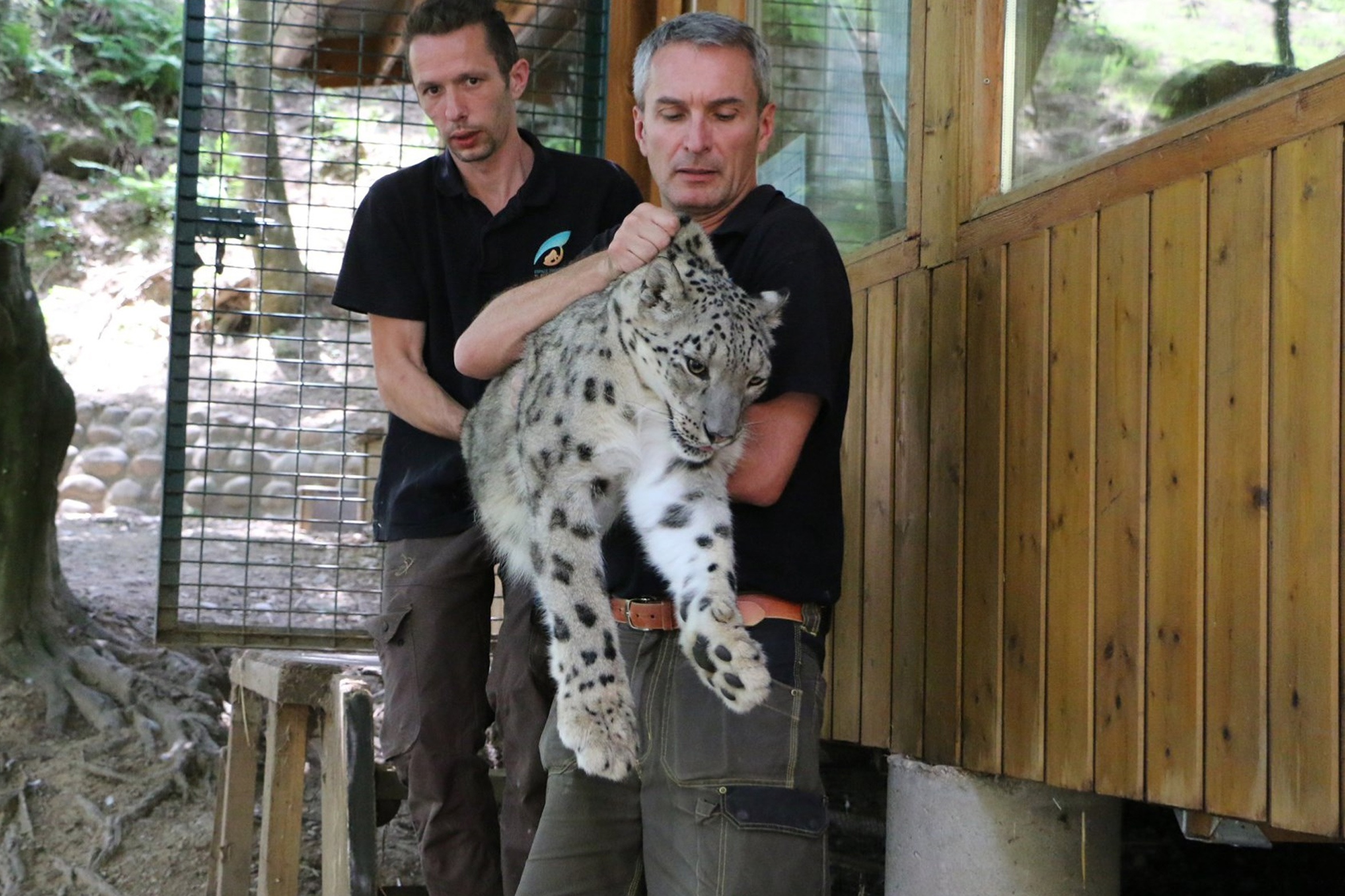 Panthère des neiges