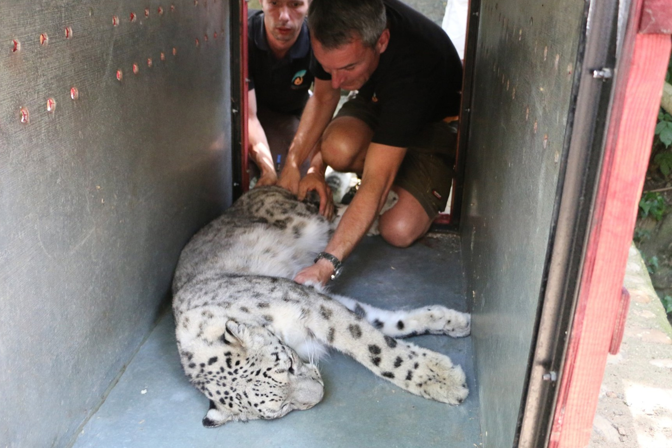 Panthère des neiges