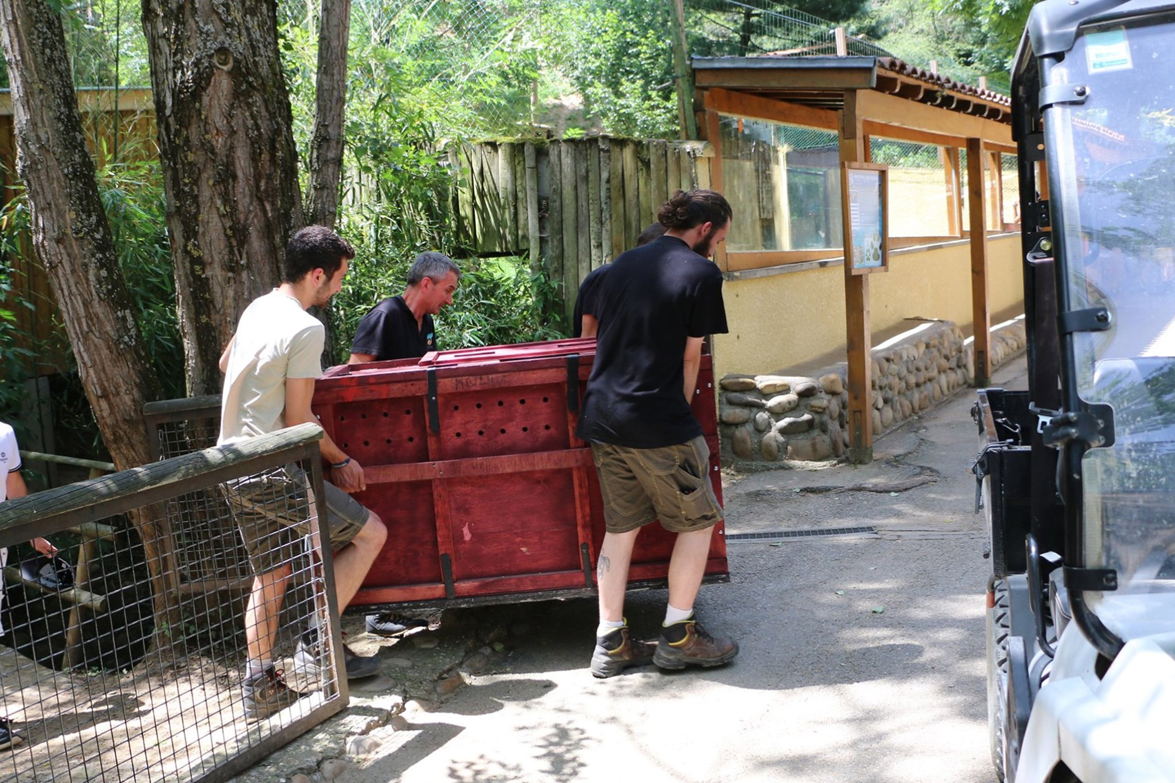 Panthère des neiges