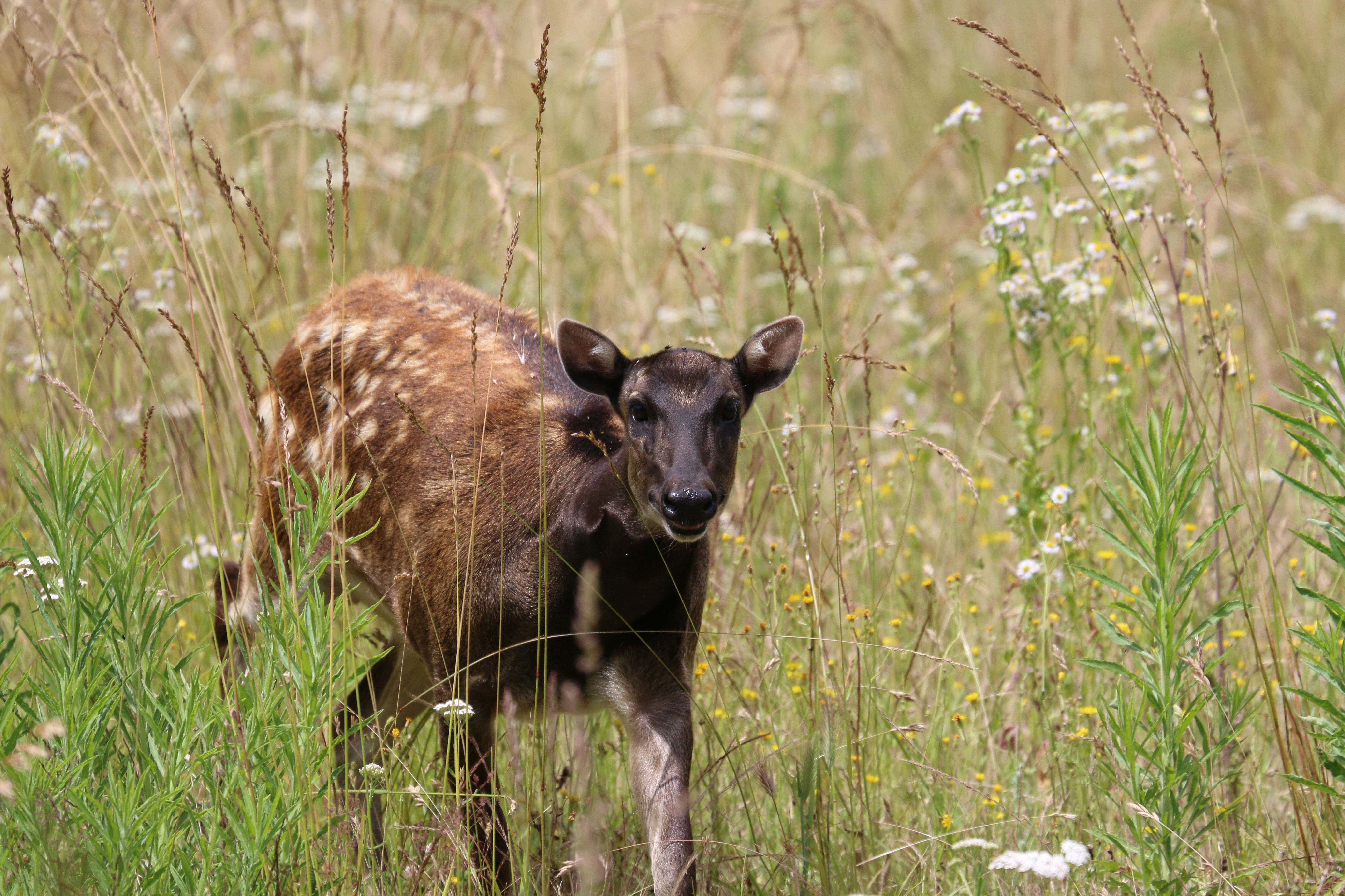 Panthère des neiges