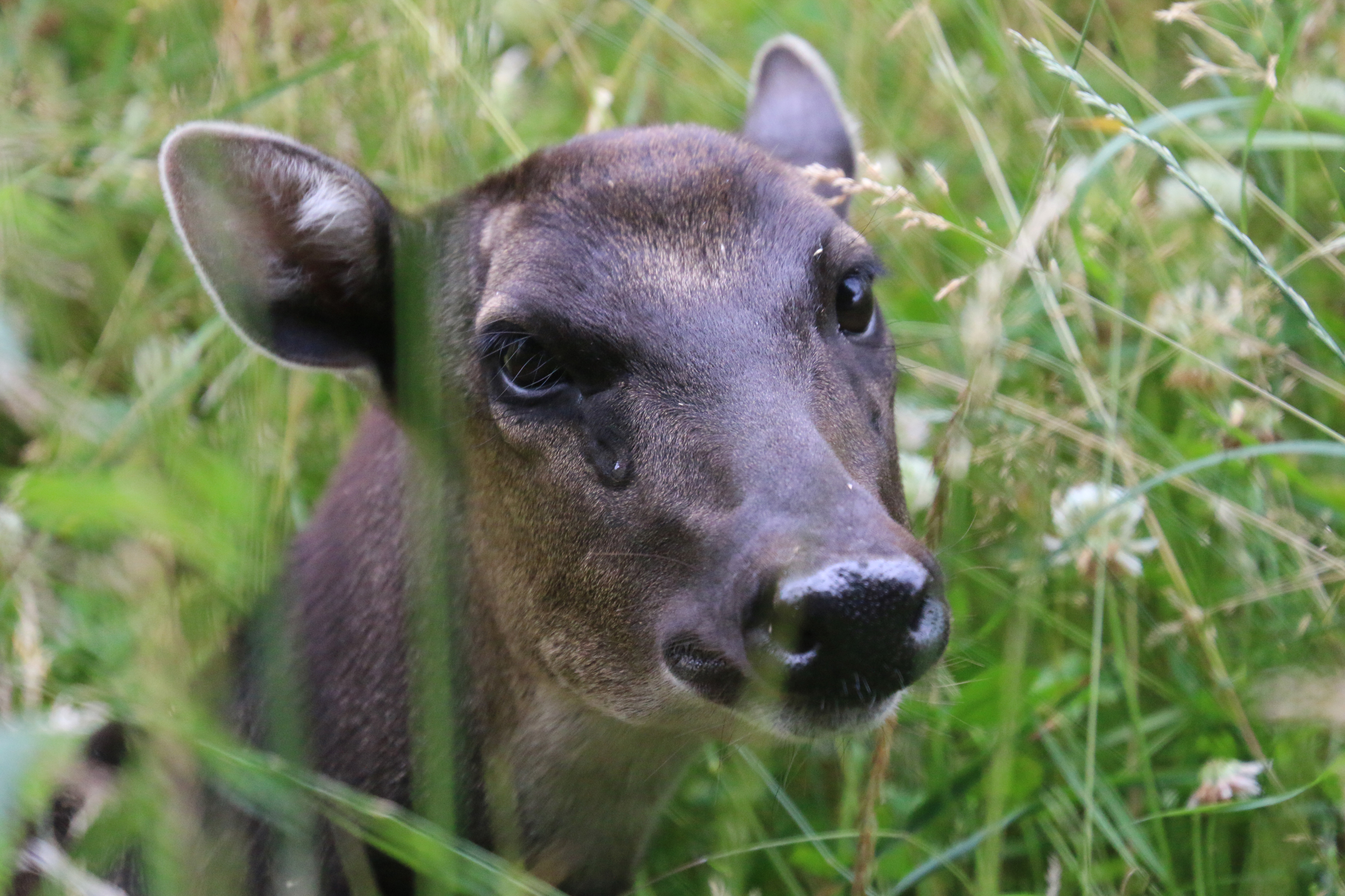 Panthère des neiges