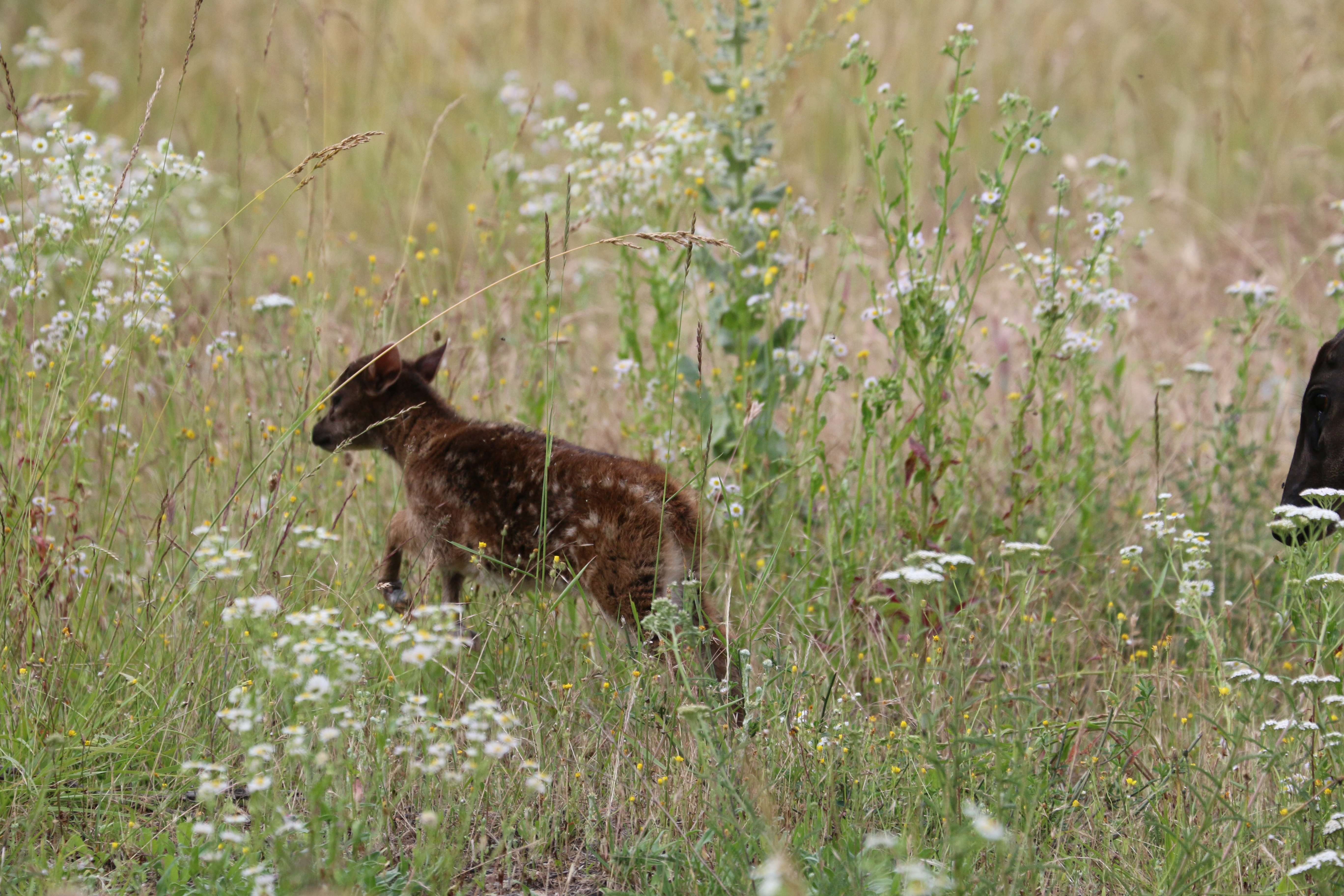 Panthère des neiges