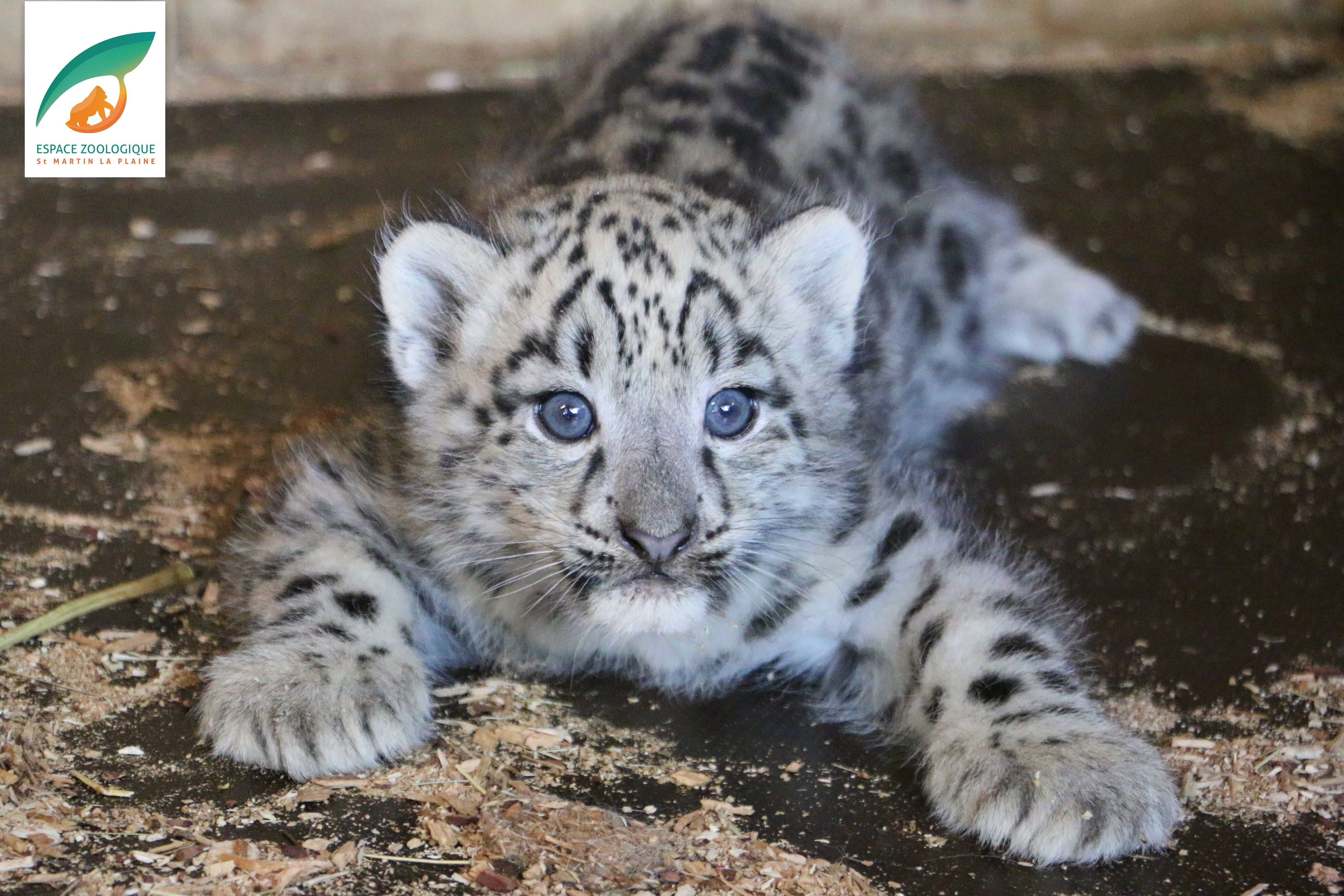 Panthère des neiges
