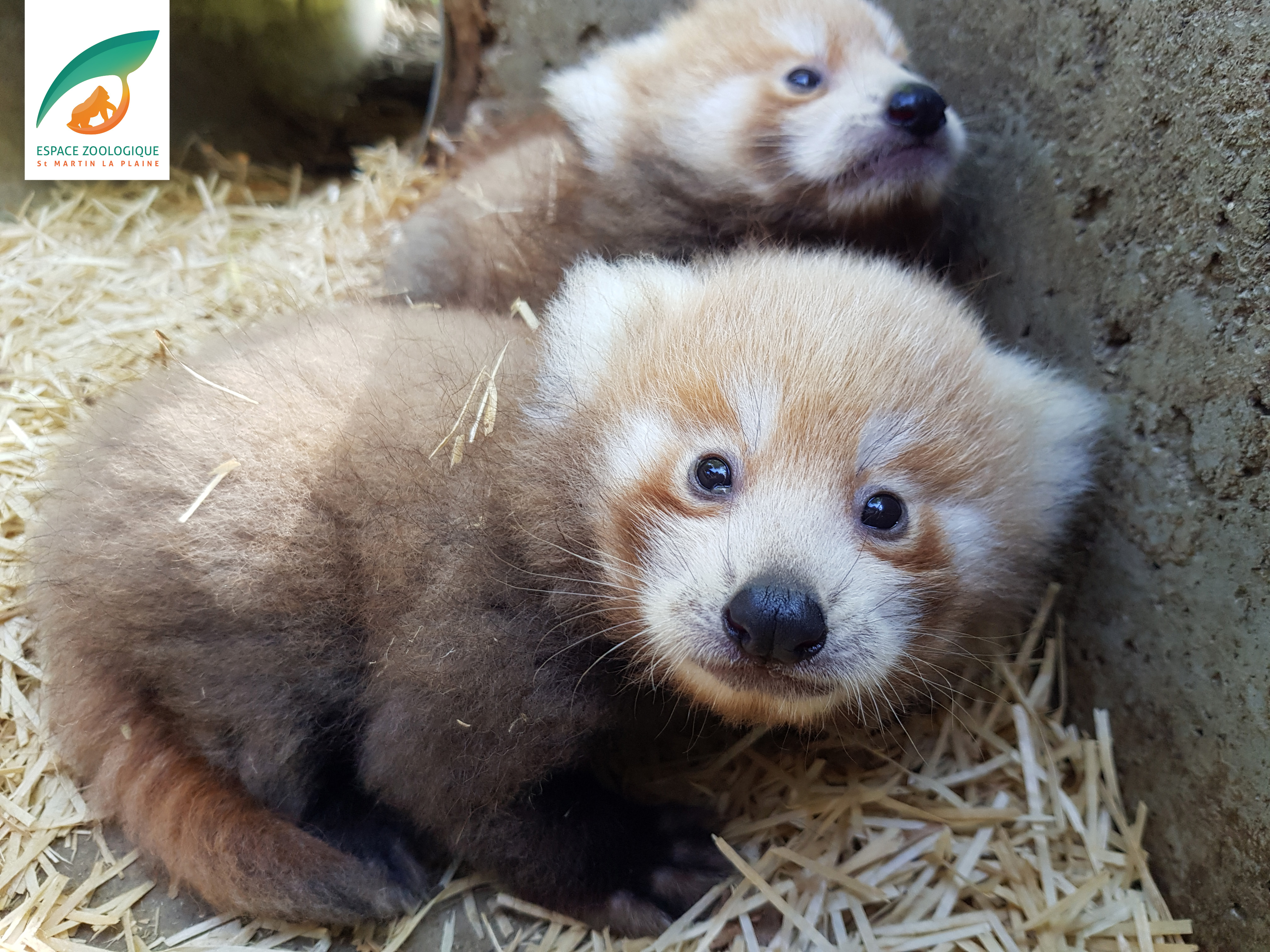 Naissance de deux adorables pandas roux dans un parc animalier français,  une consultation en ligne pour leur trouver des noms 