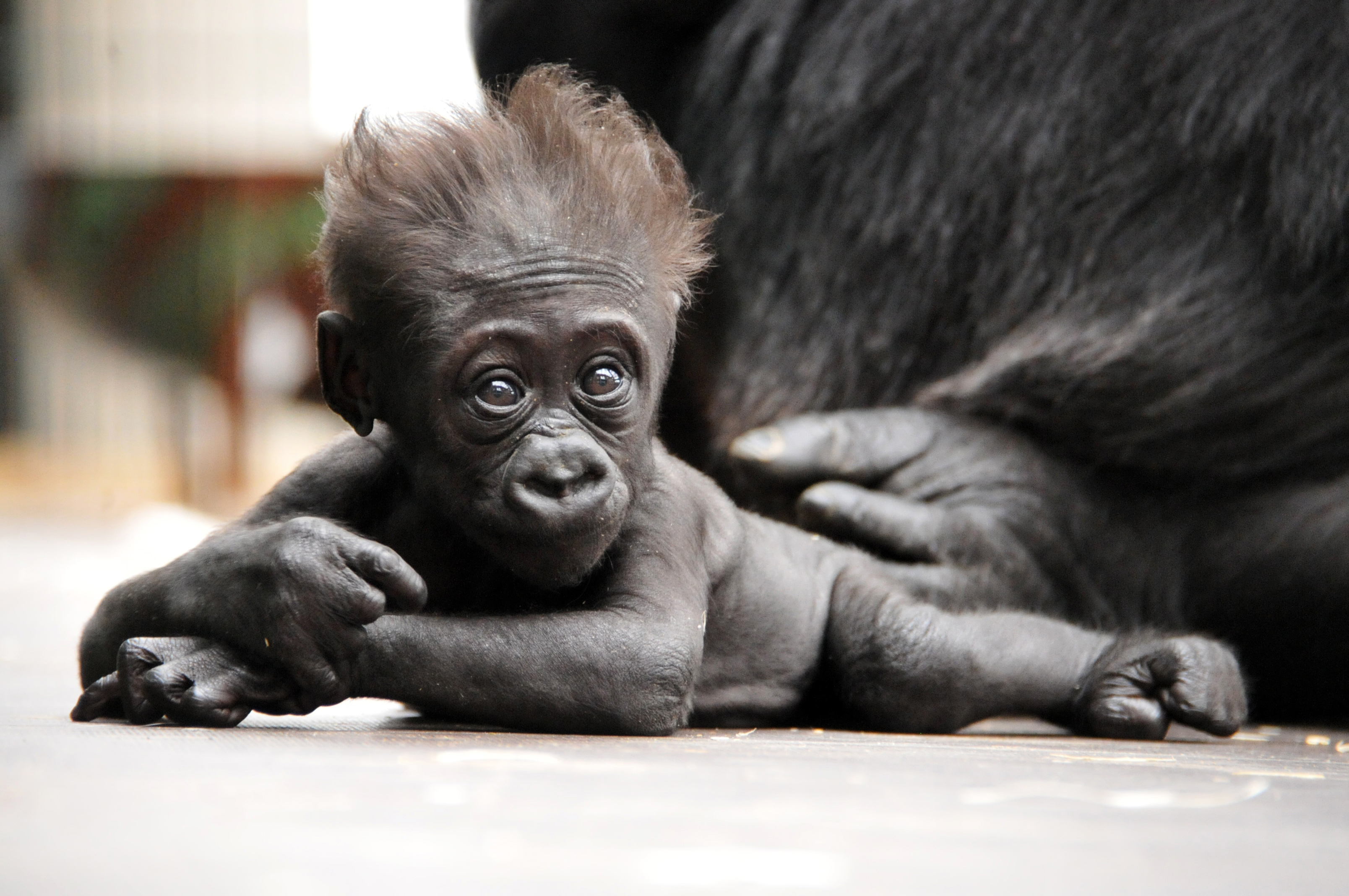 Panthère des neiges