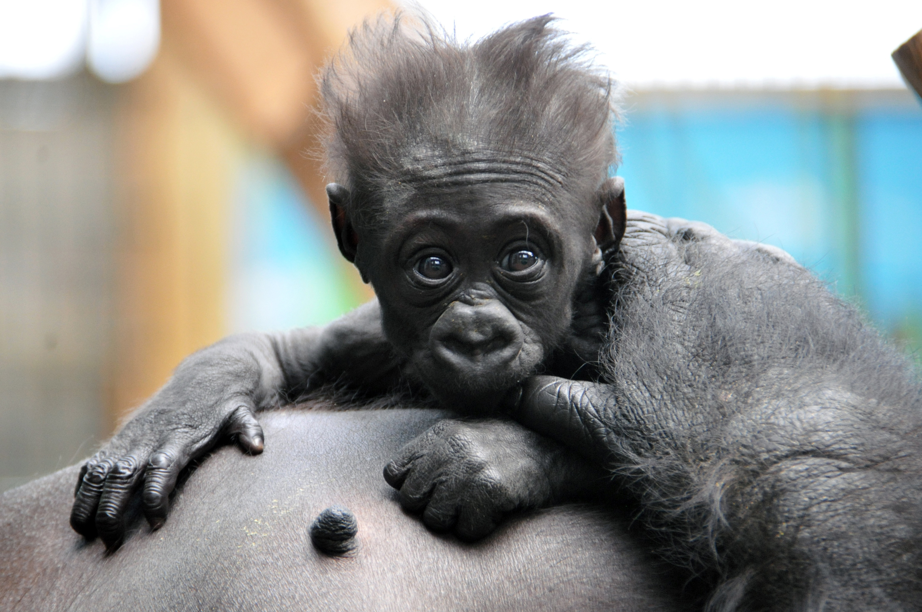 Panthère des neiges