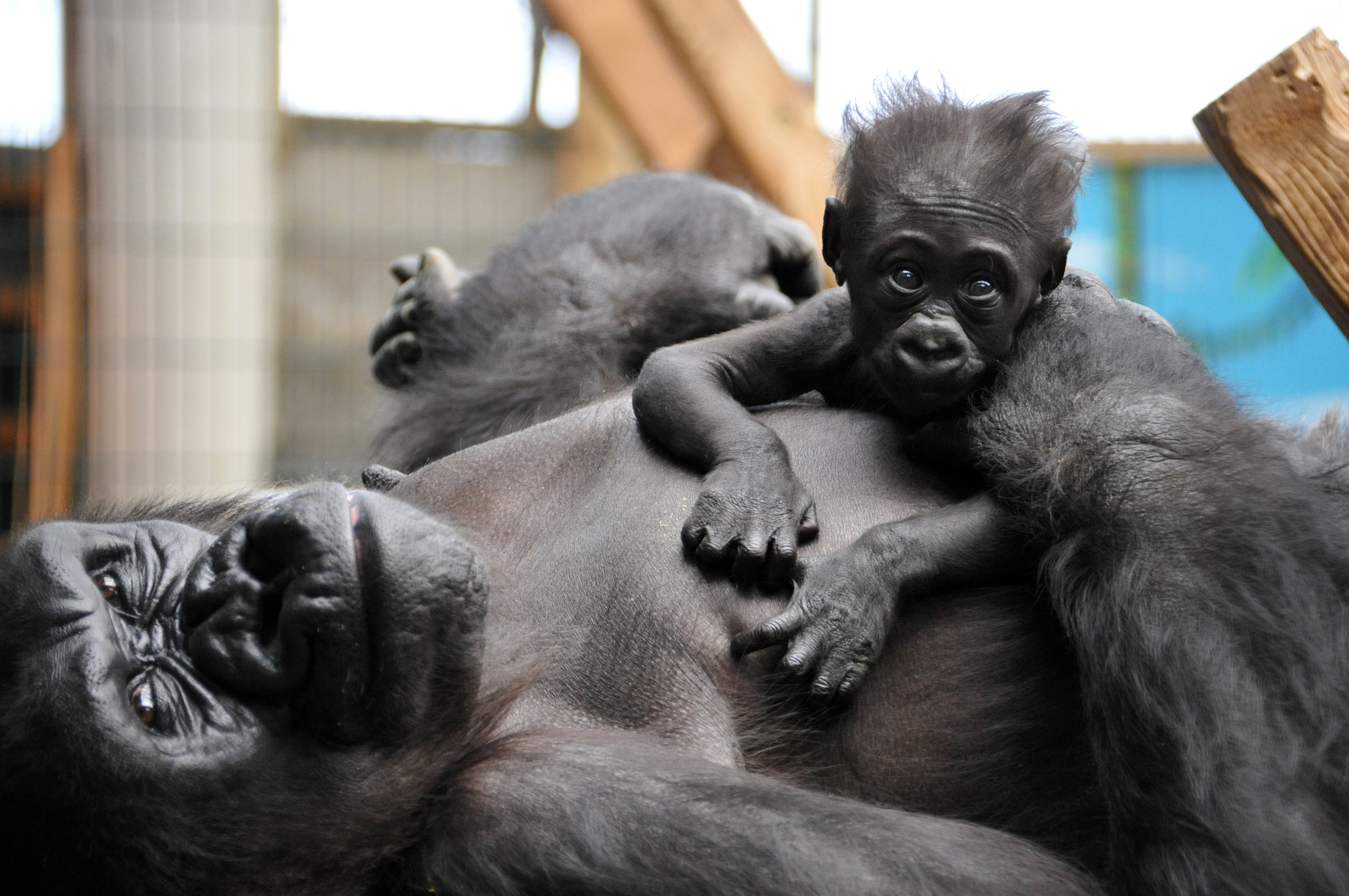 Panthère des neiges