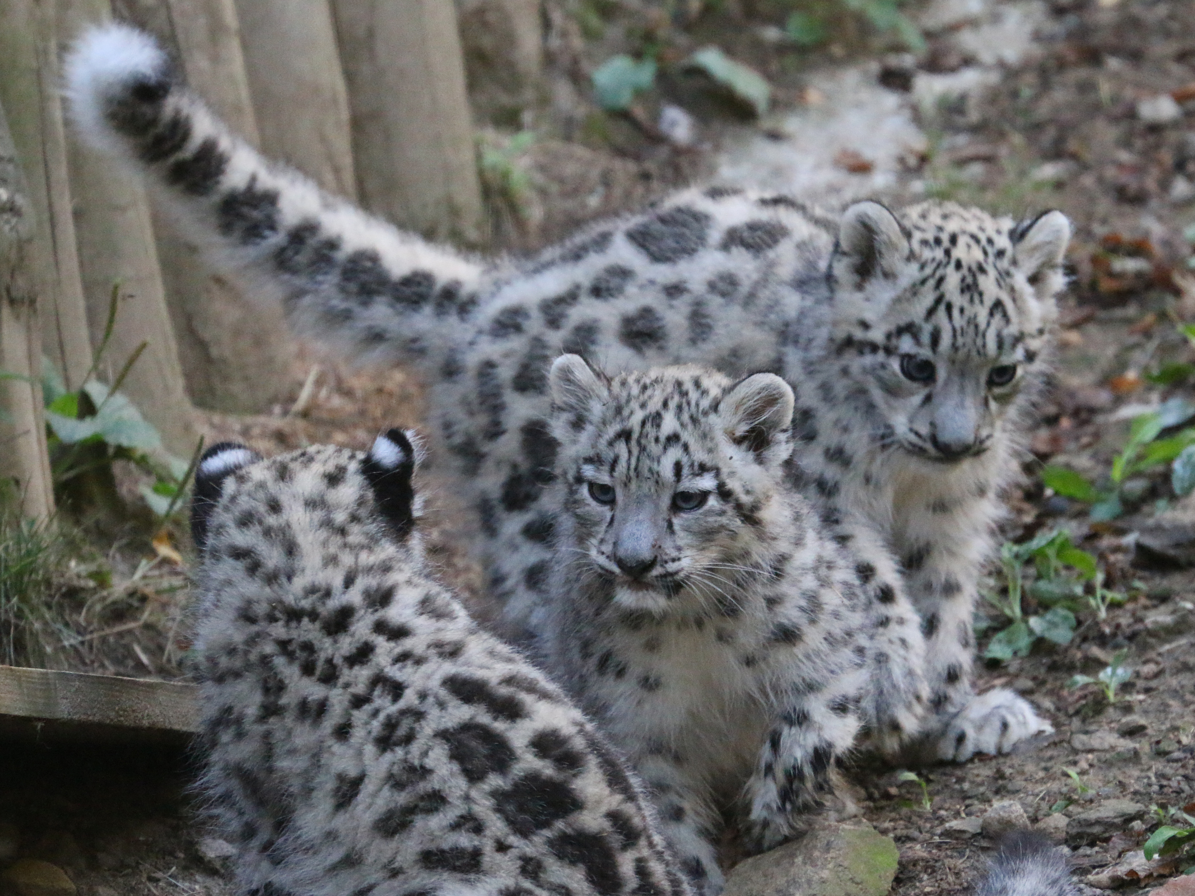 Panthère des neiges