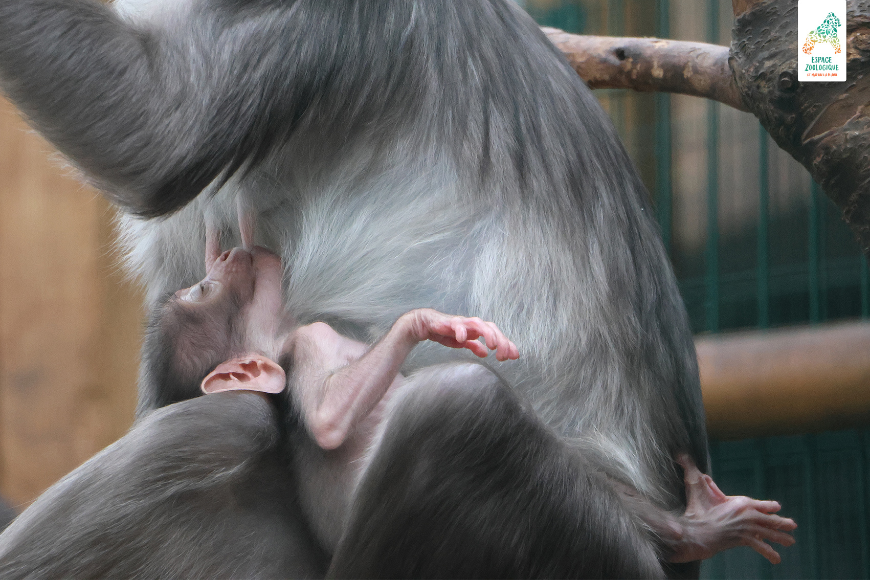 panthère des neiges