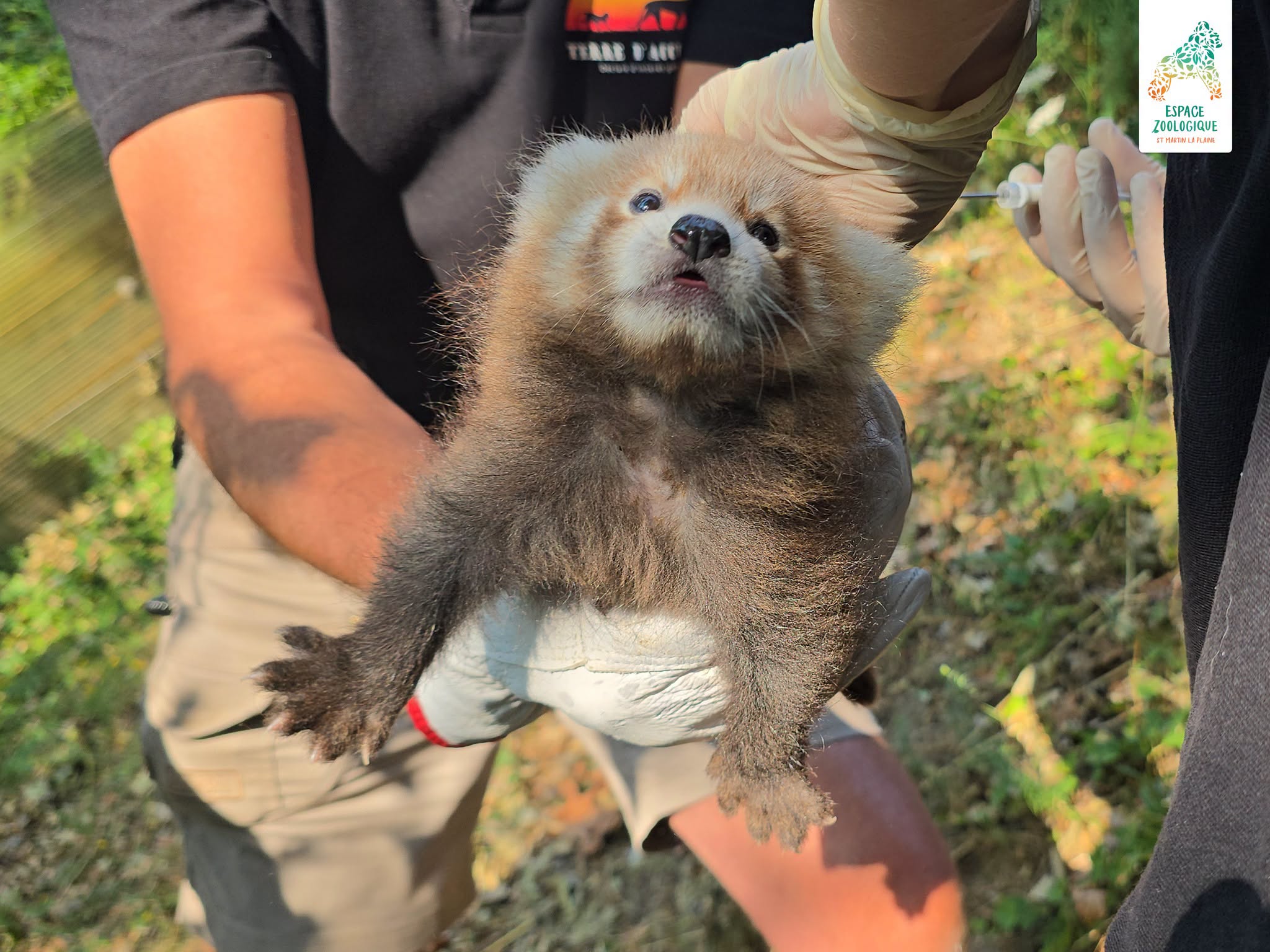 panda roux