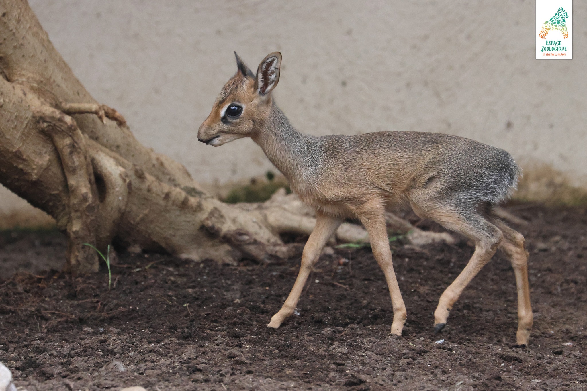 araçari à oreillons roux
