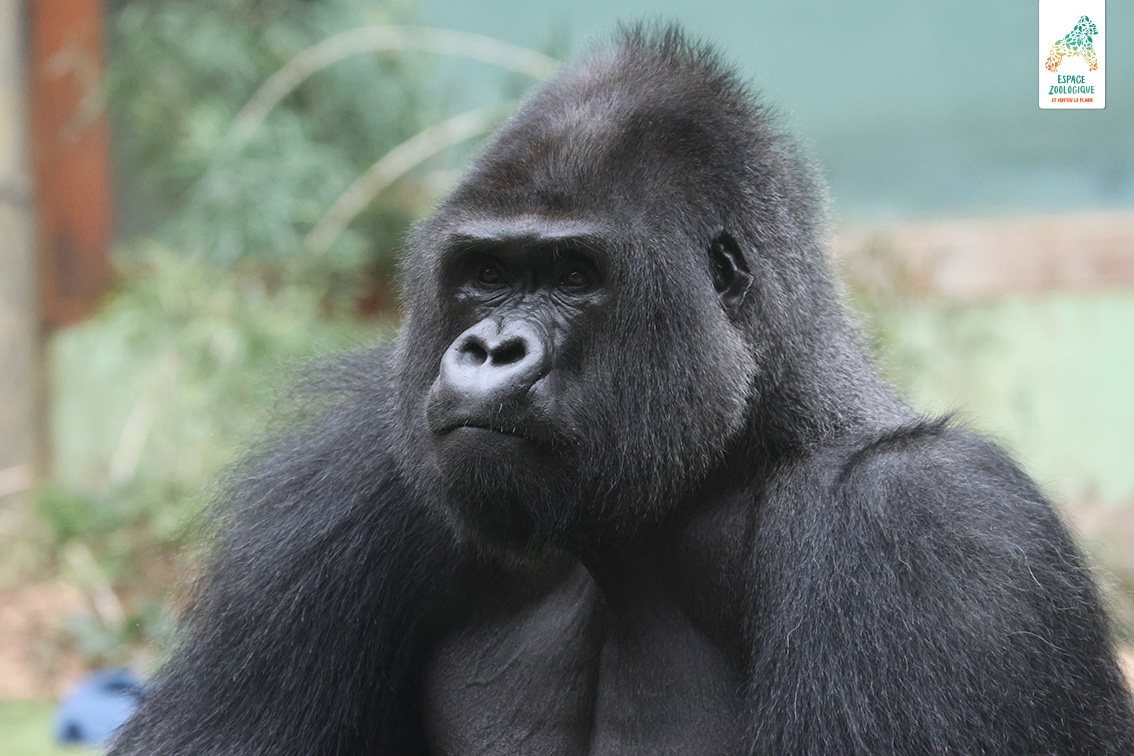 gorille