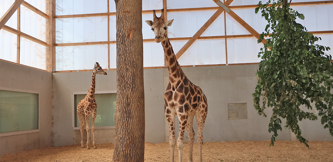 girafe