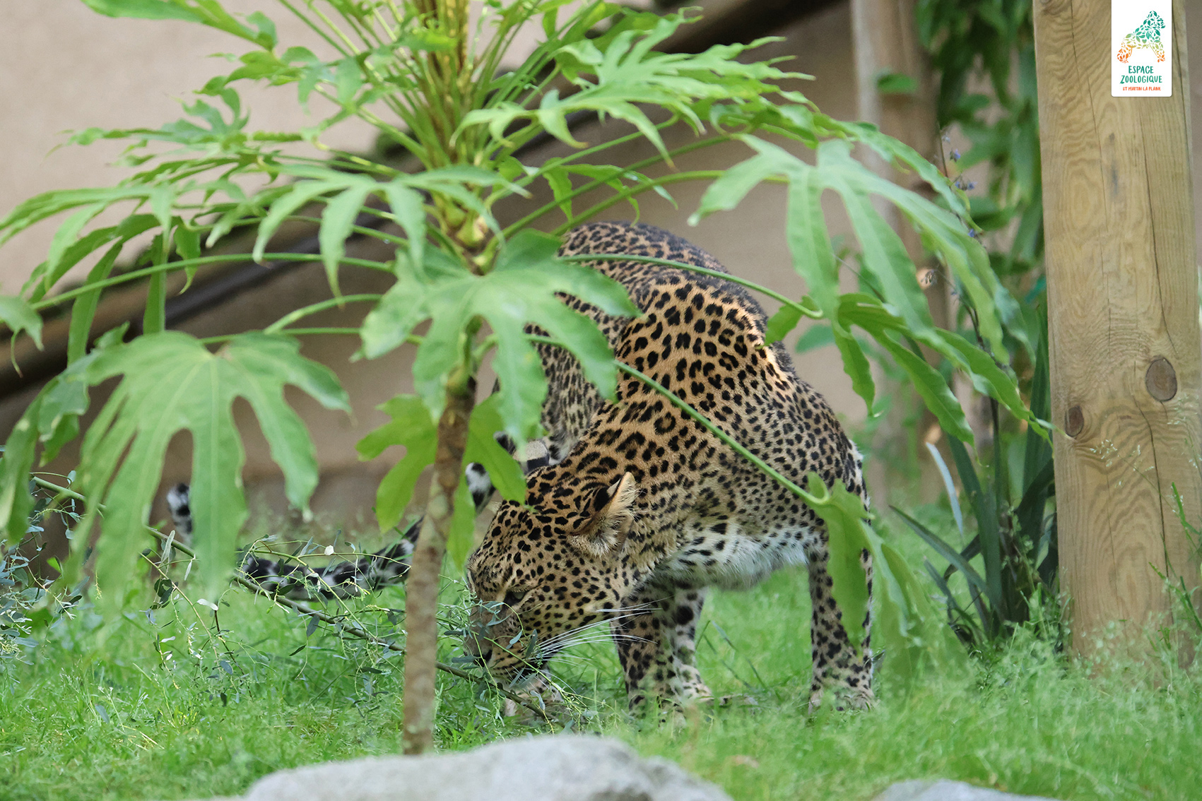 panthère des neiges