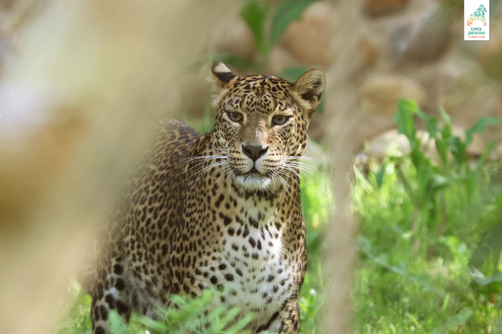 panthère des neiges