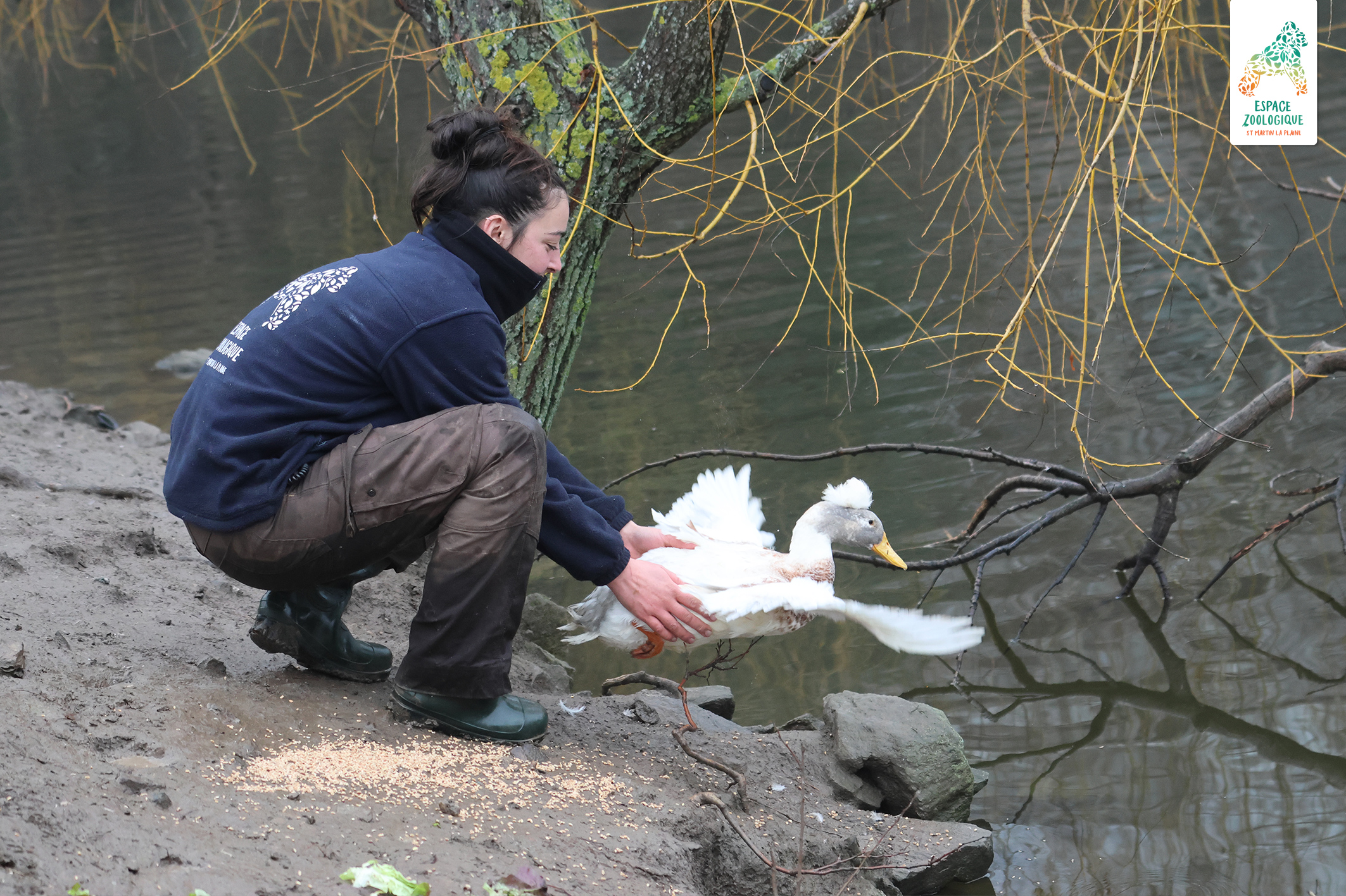 panthère des neiges