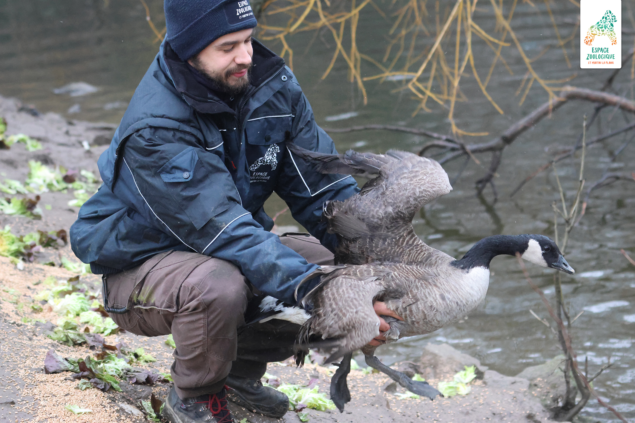 panthère des neiges