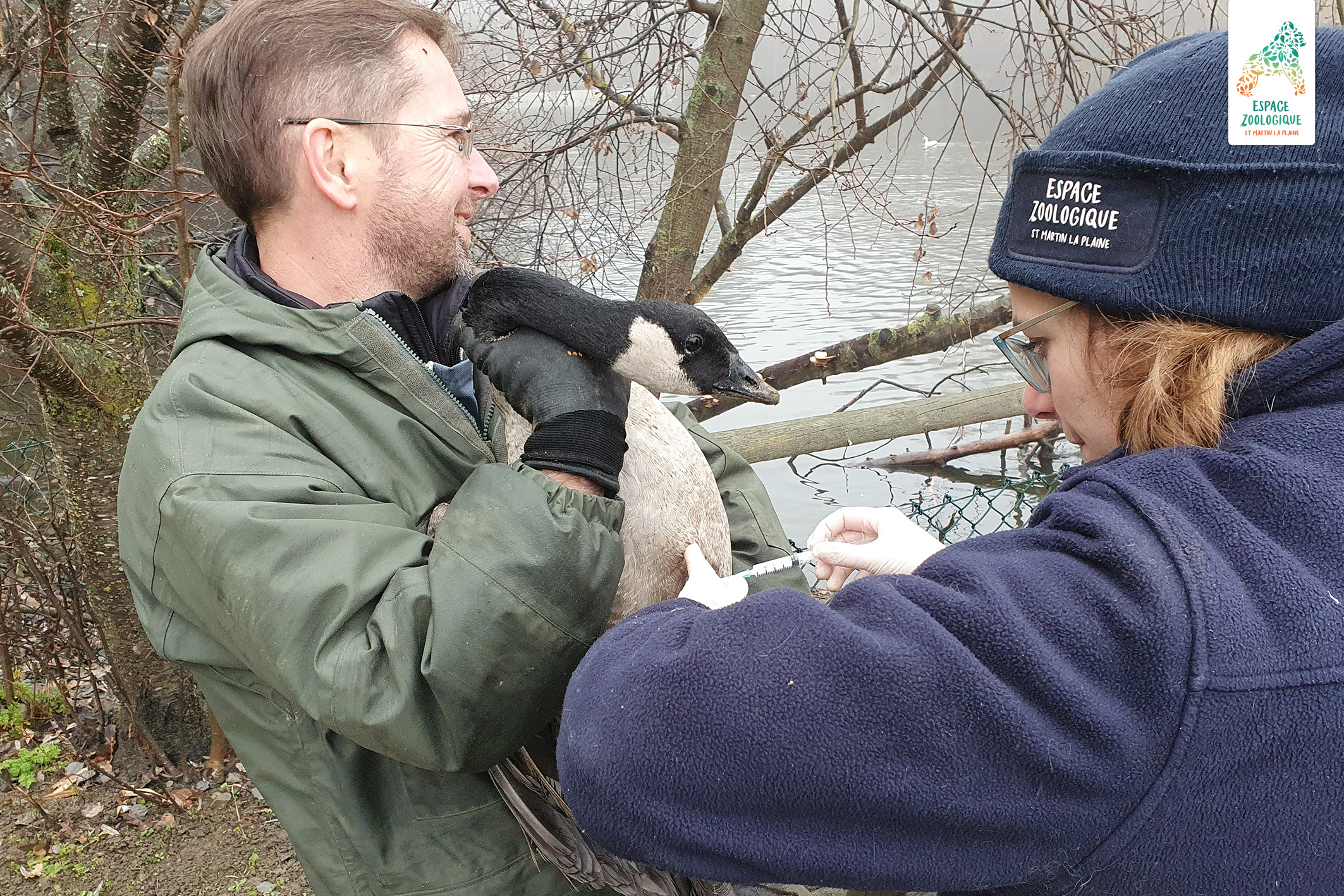 panthère des neiges