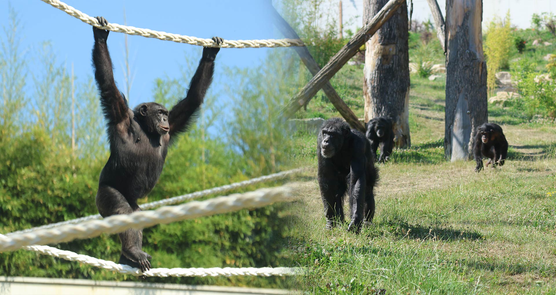 Tonga Terre d'Accueil Lion