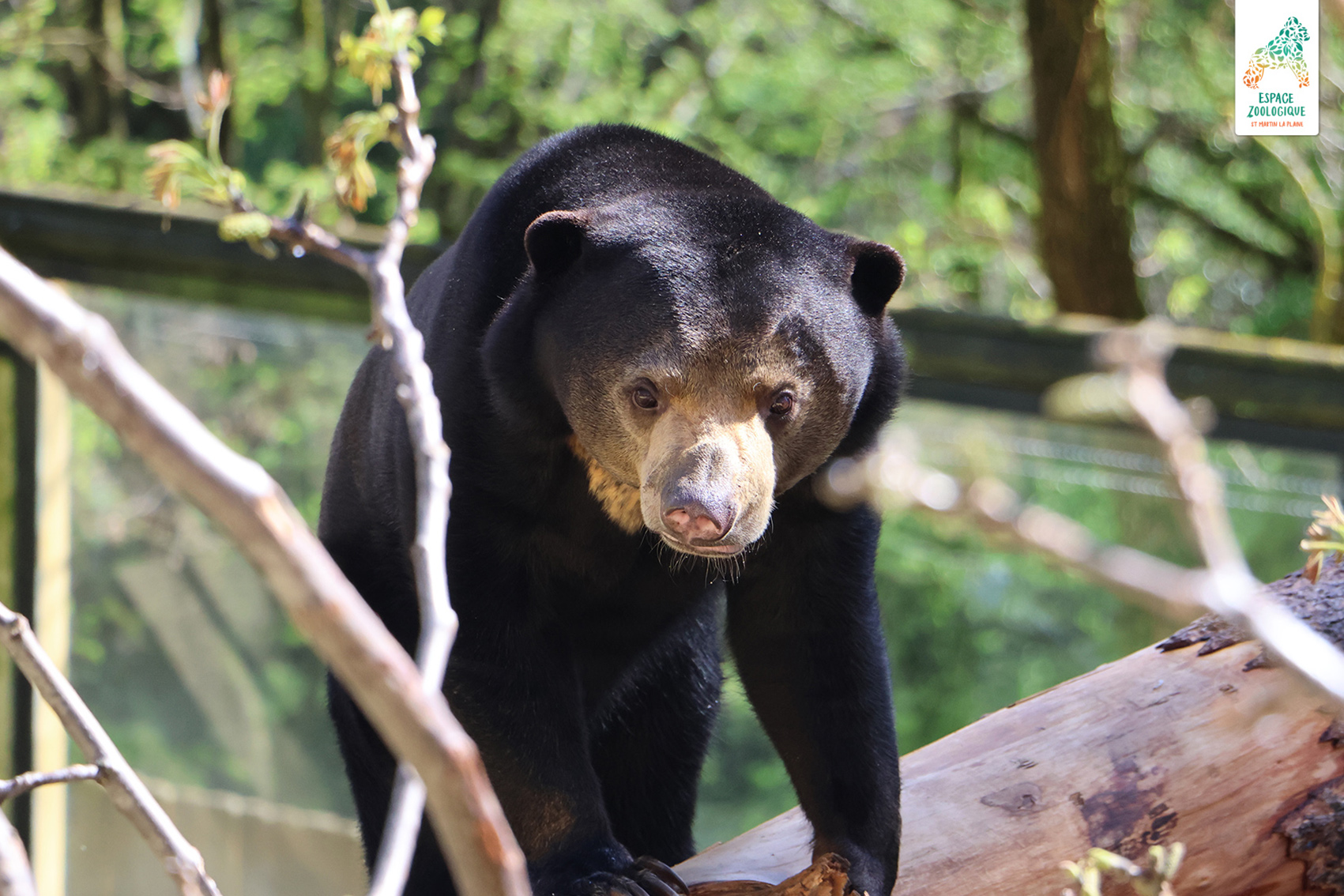 panthère des neiges