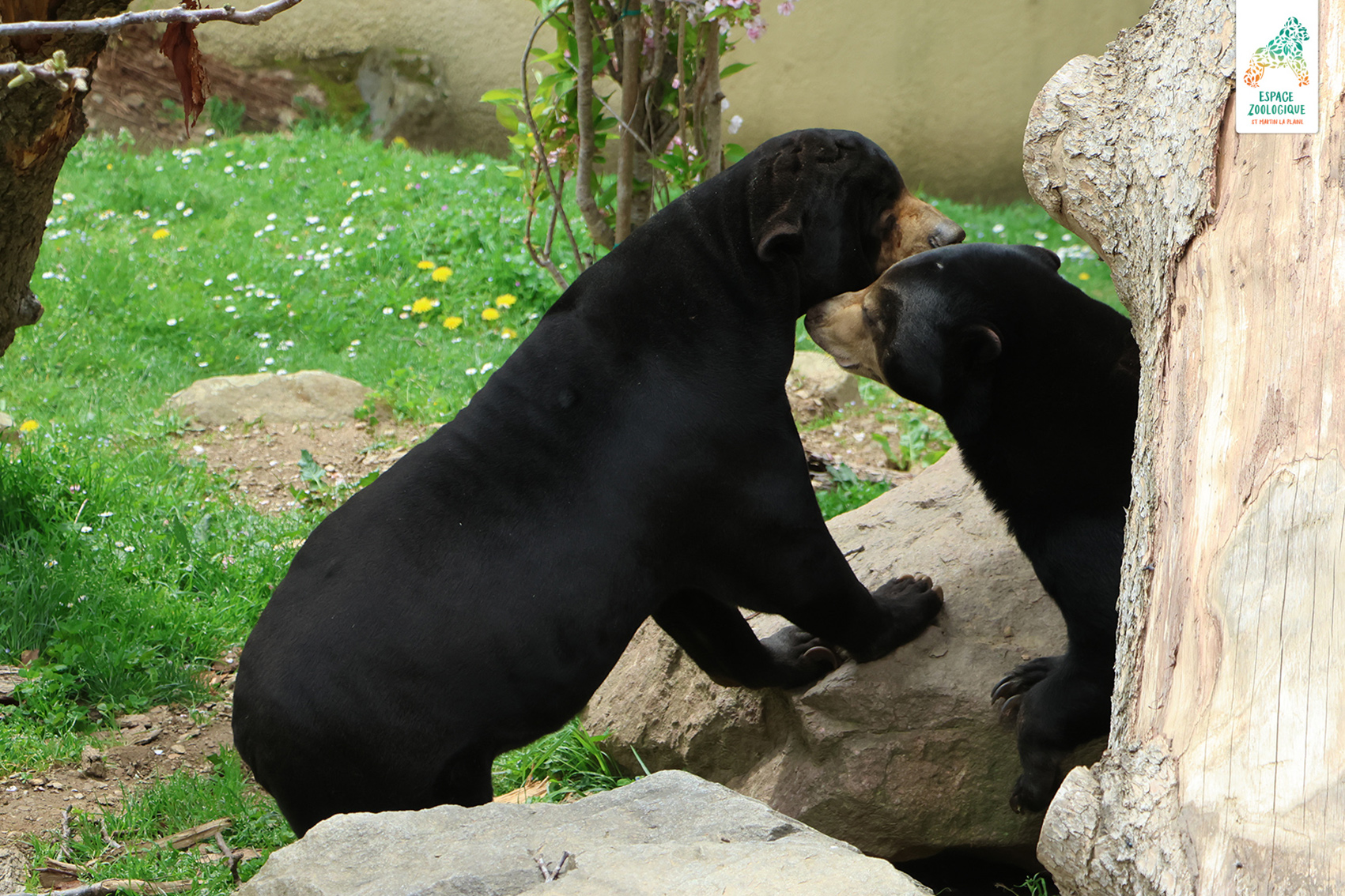 panthère des neiges